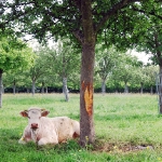Для нормандского камамбера коровы должны пастить под сидровыми яблонями