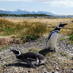 Летнее гнездовье пингвинов на островах Огненной земли