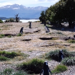 Летнее гнездовье пингвинов на островах Огненной земли